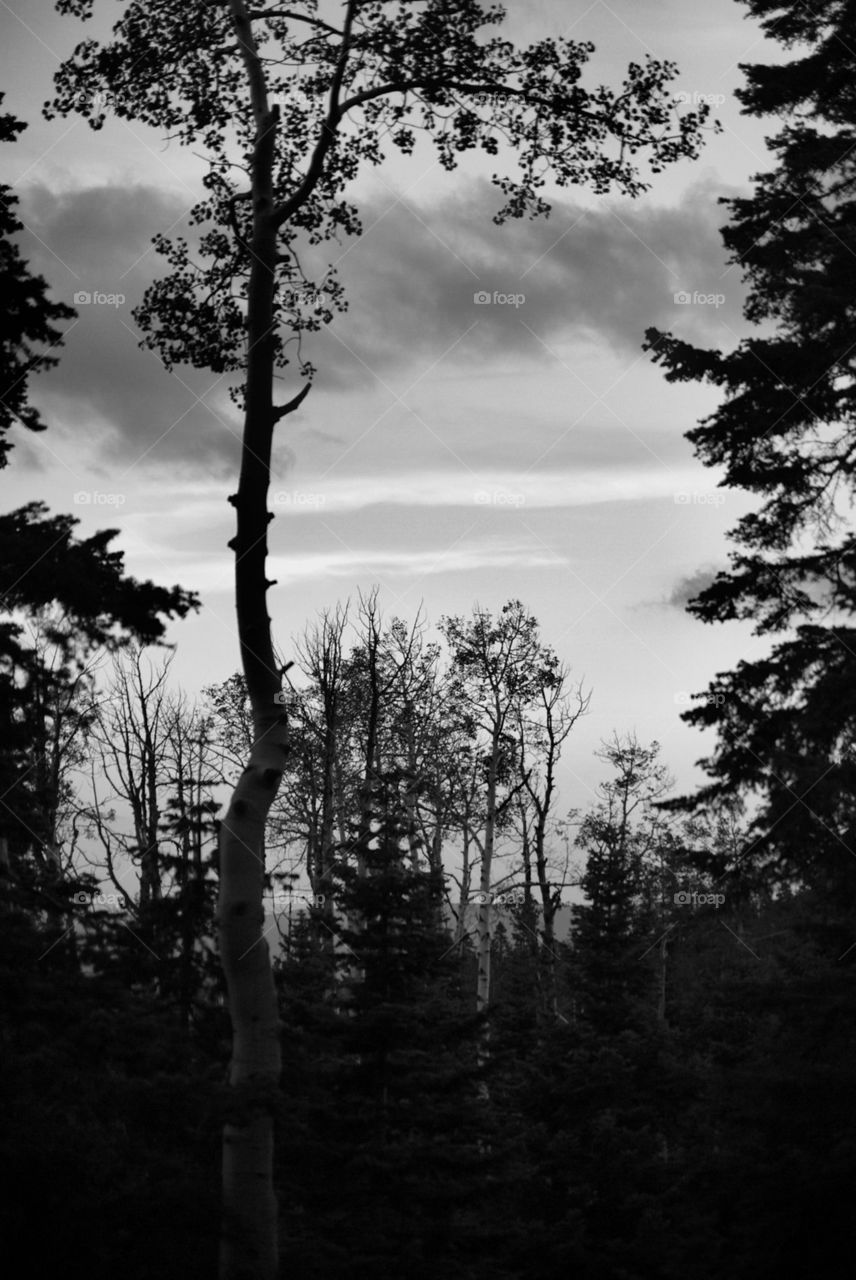 Black and white landscape