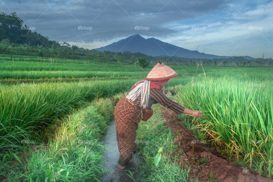 human interest farmers from Indonesia