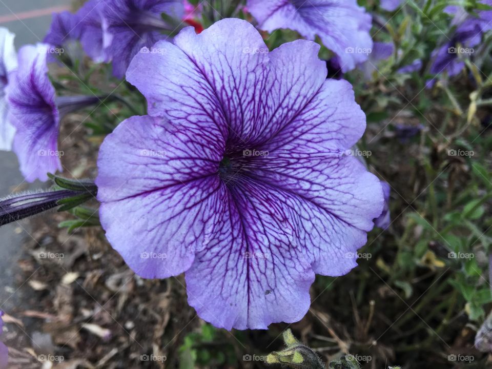 Purple Petunia 