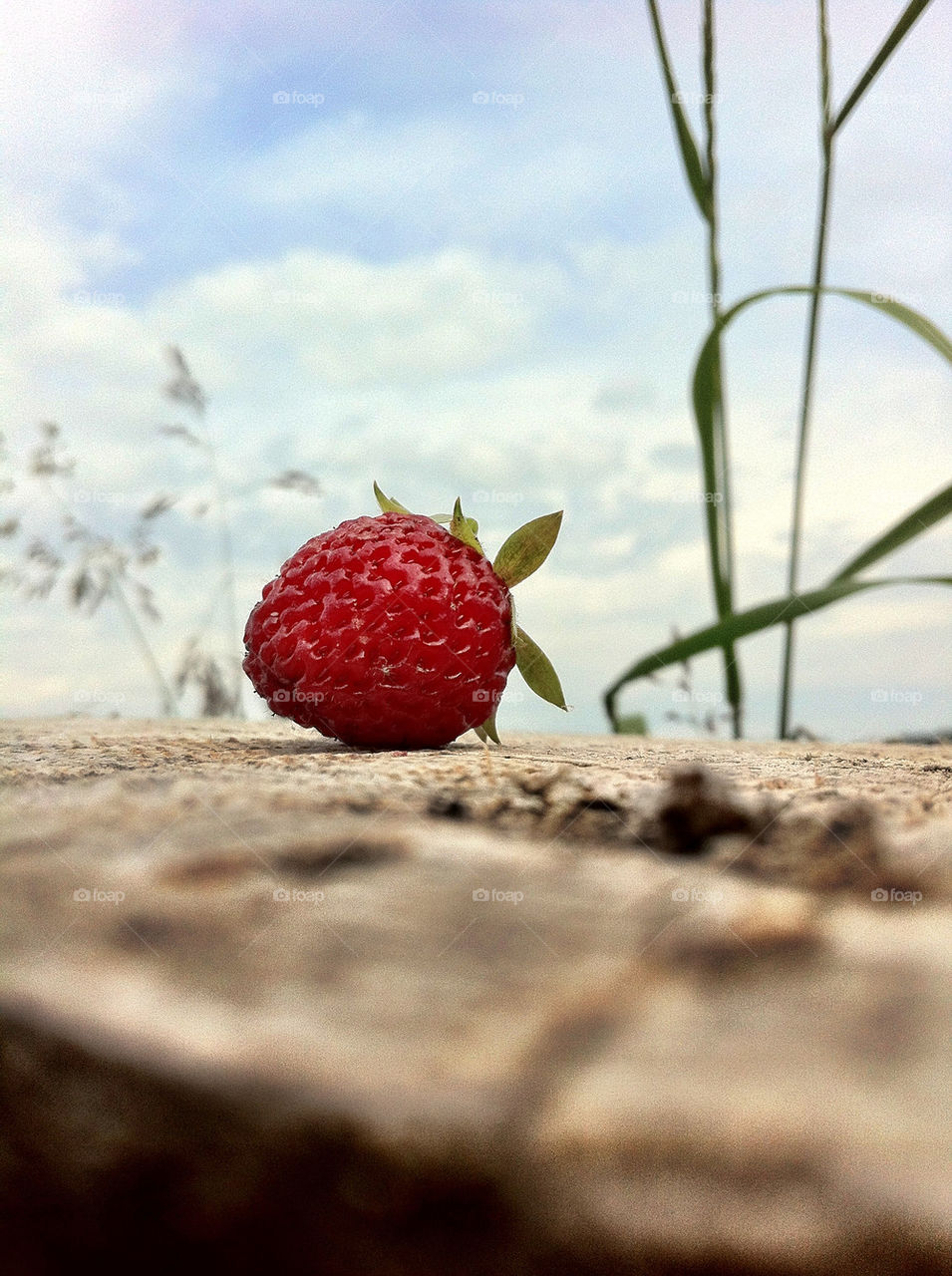 sommar himmel stubbe jordgubbe by ka71