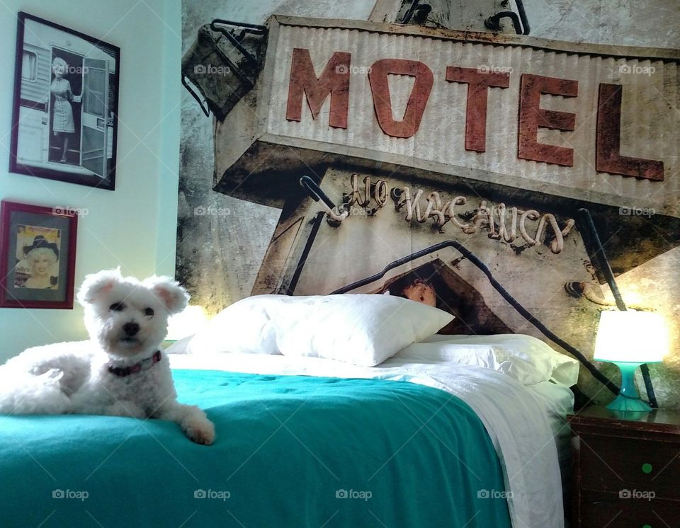 Rescue dog Loretta Lynn