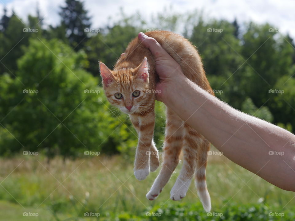 Kitten funny held in the air