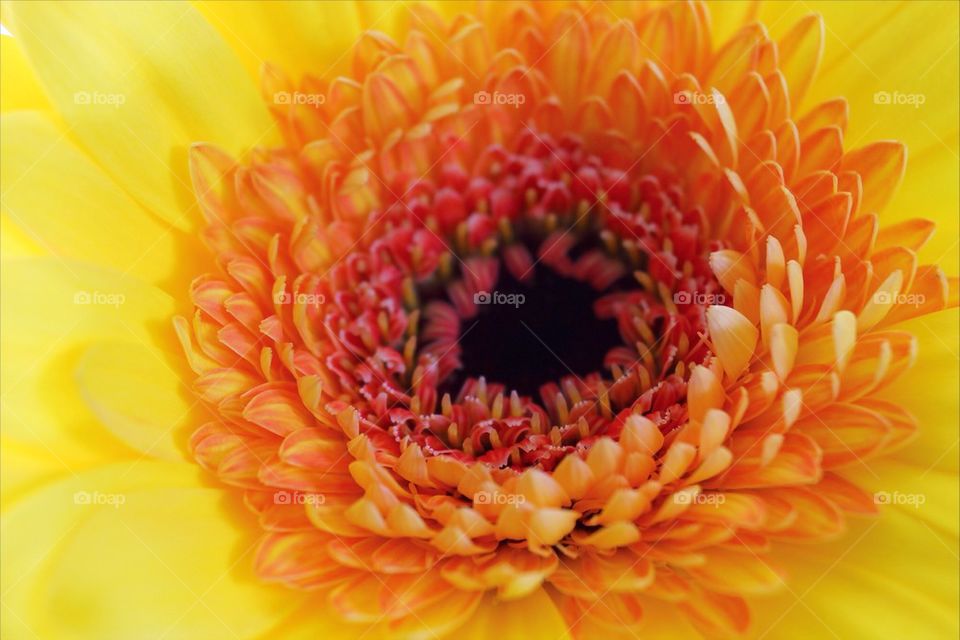 Flower macro brilliant colours orange yellow