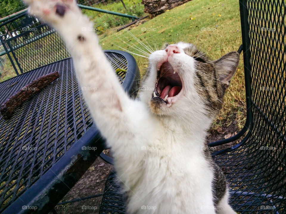 I Know Meow Tabby Cat