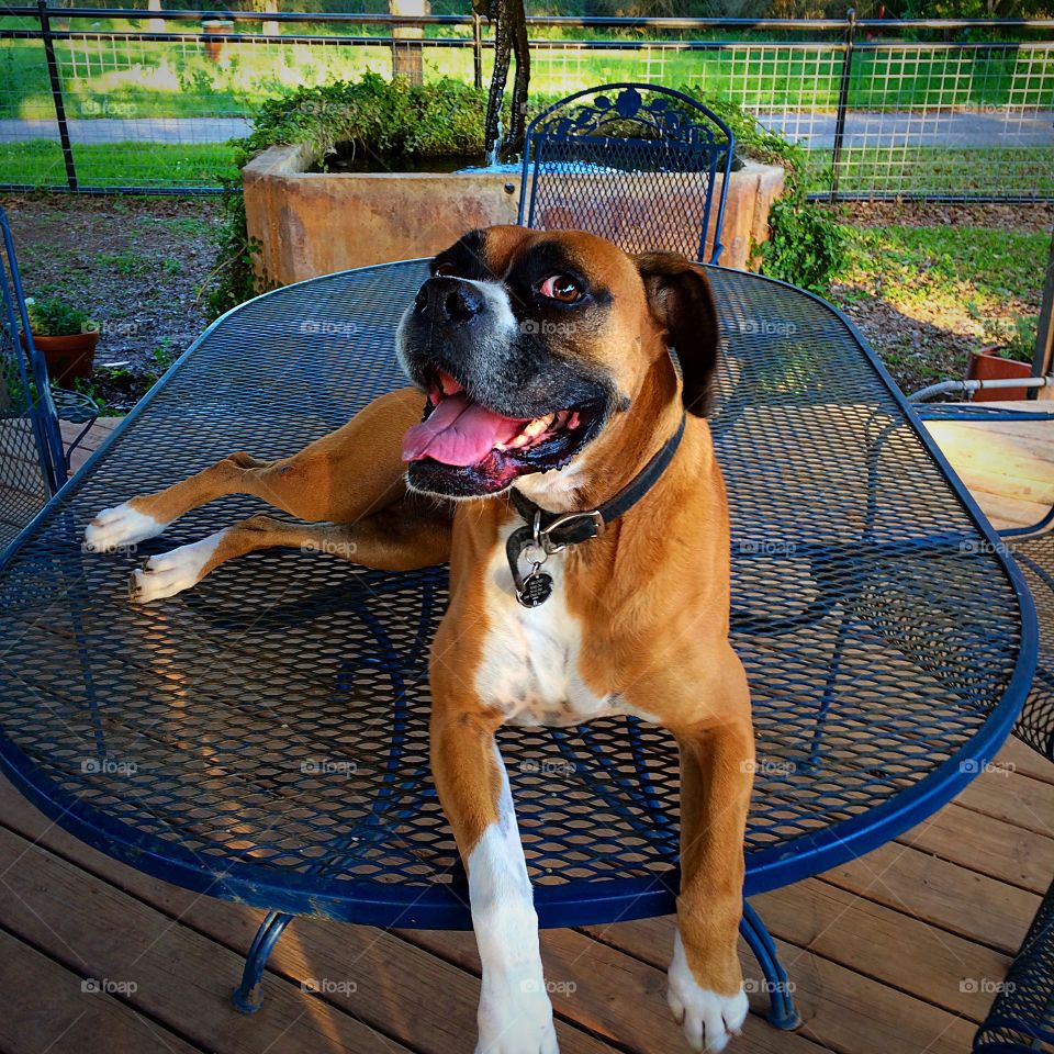 Boxer on the table. 