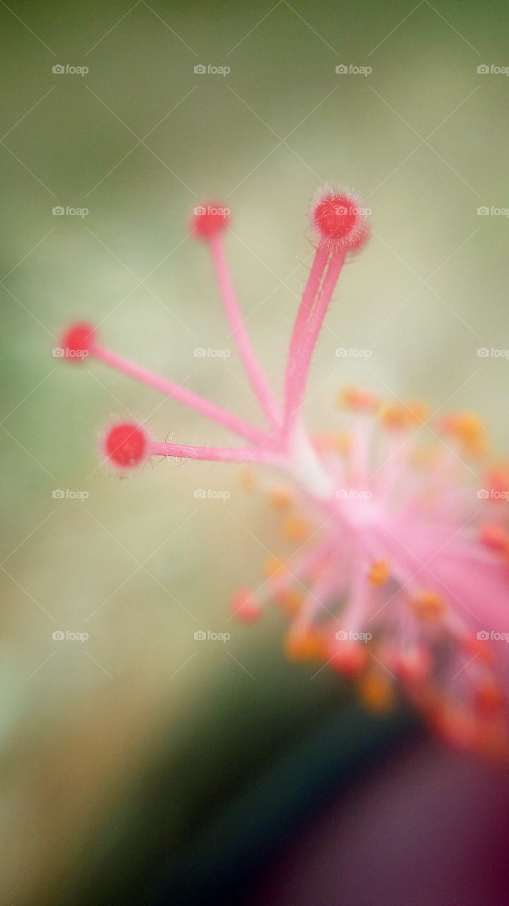 the most beautiful hibiscus pollen macro zoom photo