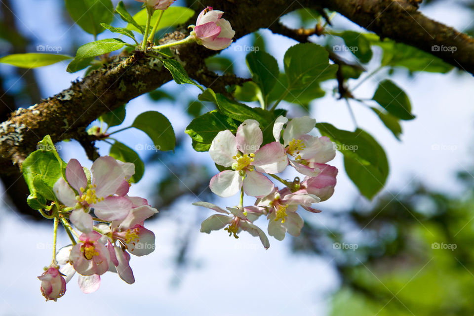 Apple blossom