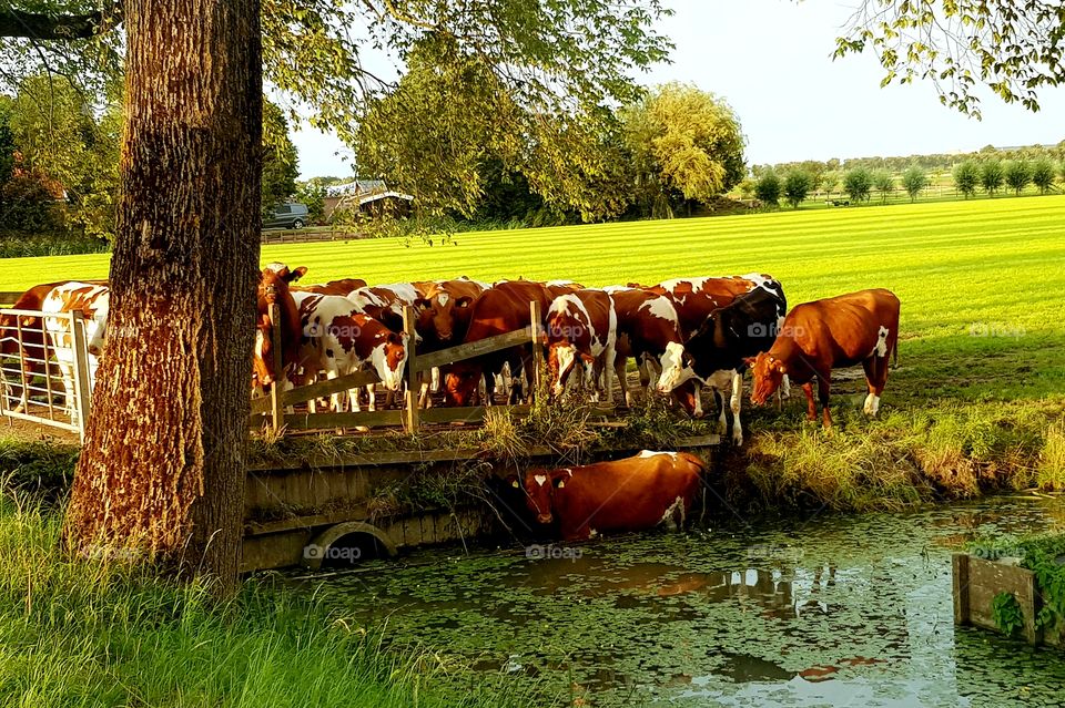 dutch cows