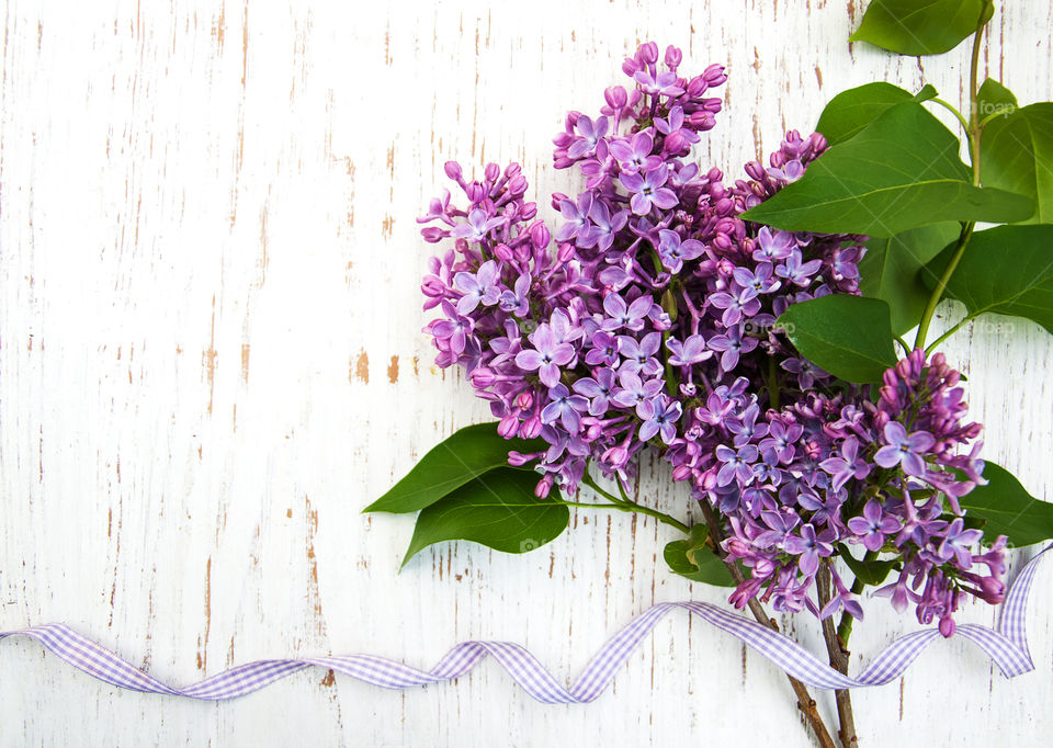 Lilac flowers 