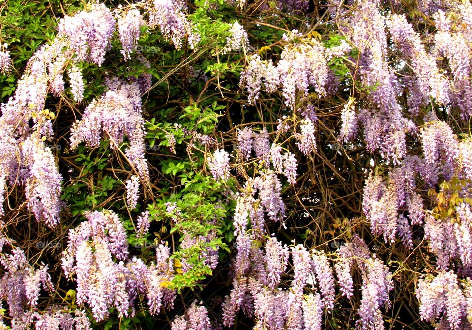 wisteria