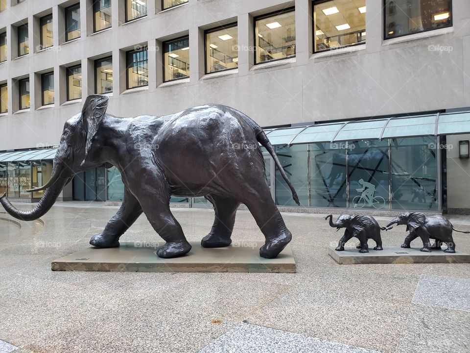 elephants in the city