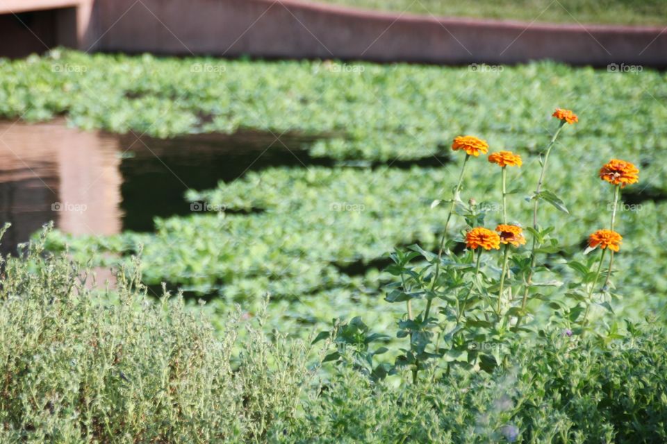 Water garden