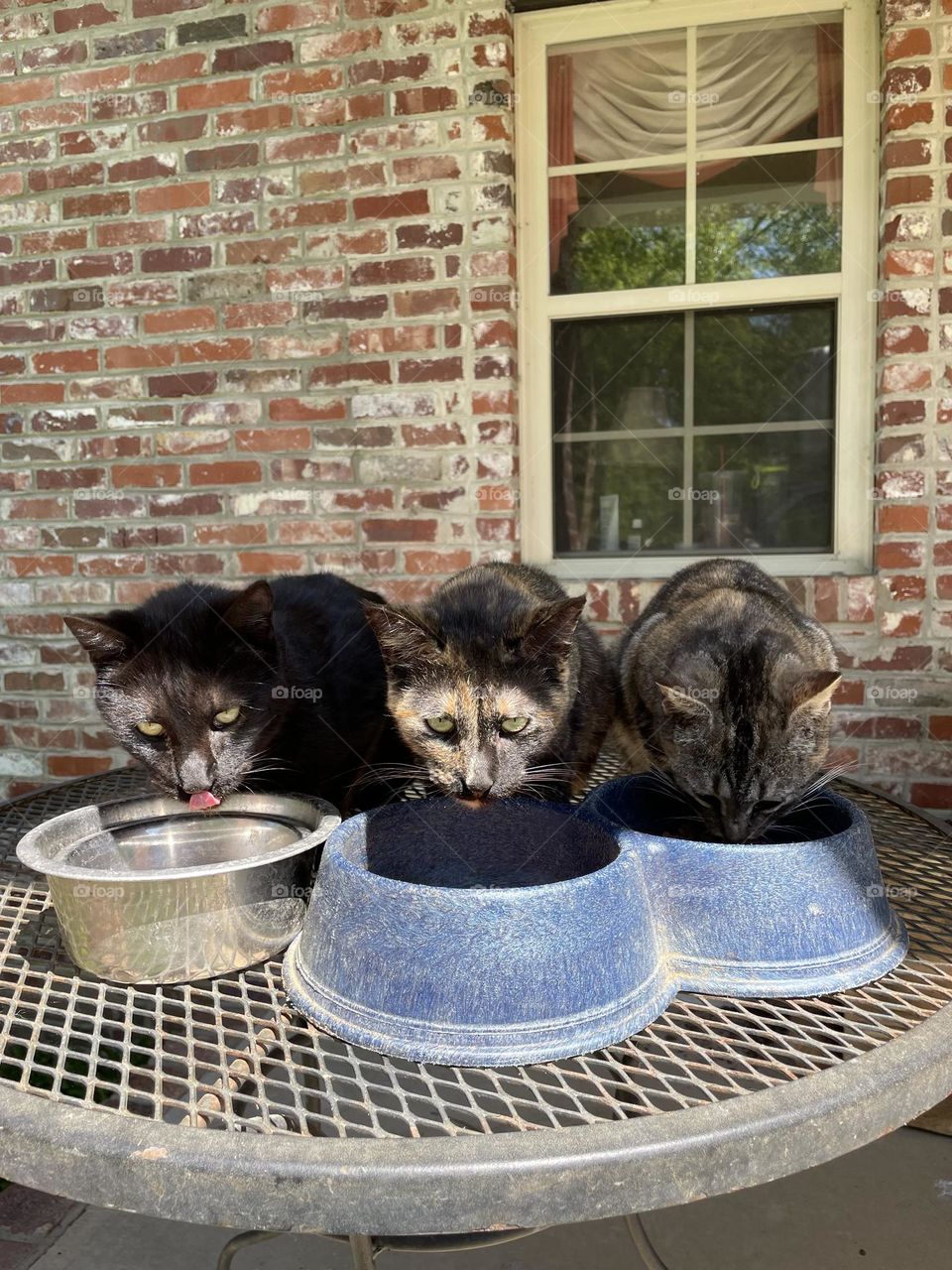 An afternoon snack 
