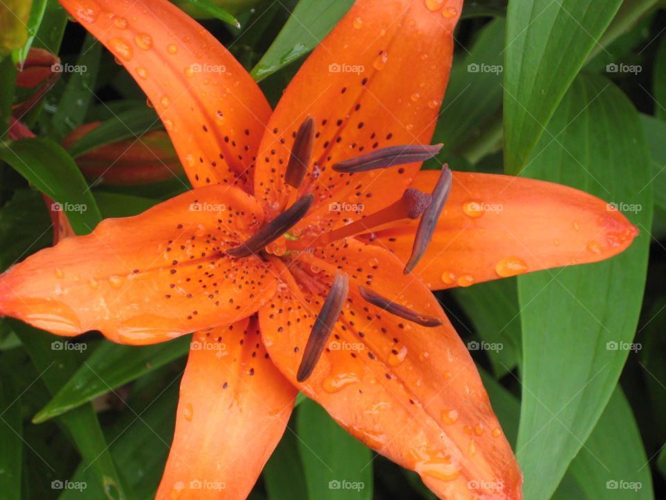 Tiger Lily