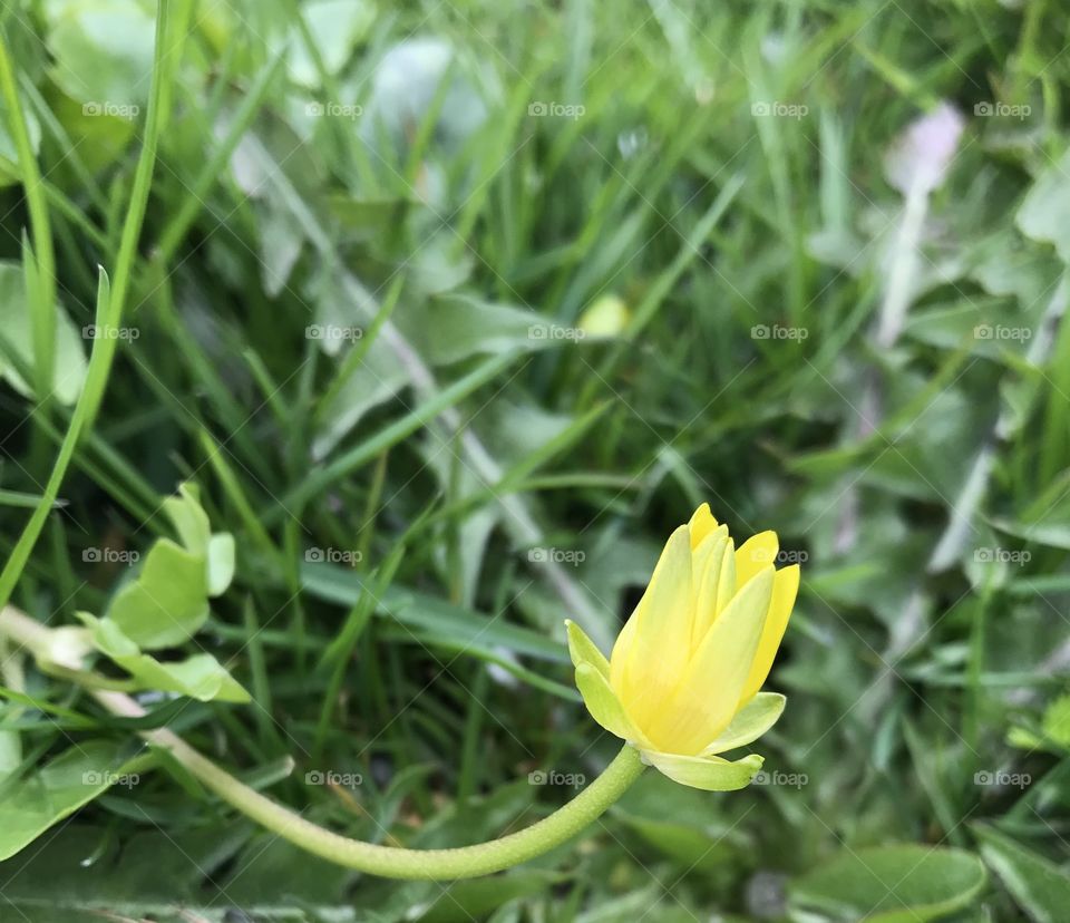 Yellow spring Flower 