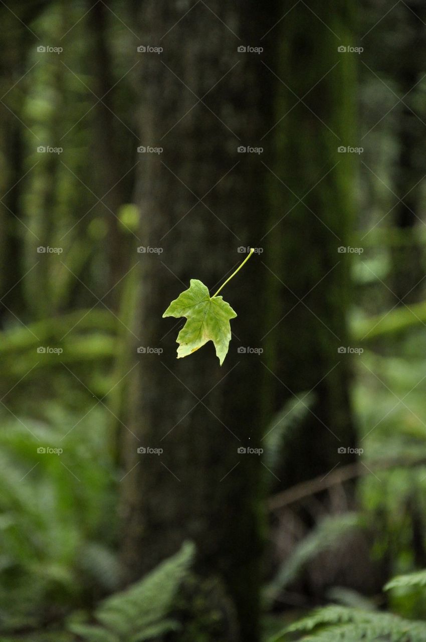 leaf
