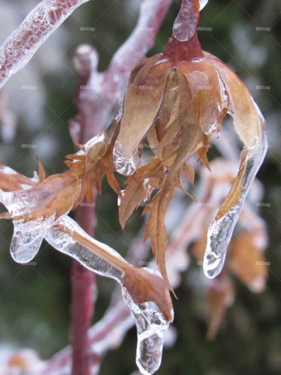 Ice crystal flower
