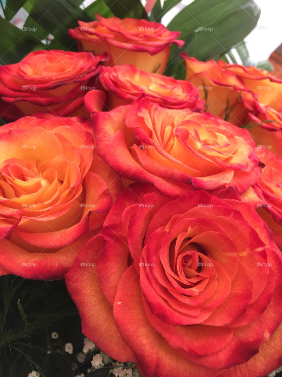 Roses for Jeanne 