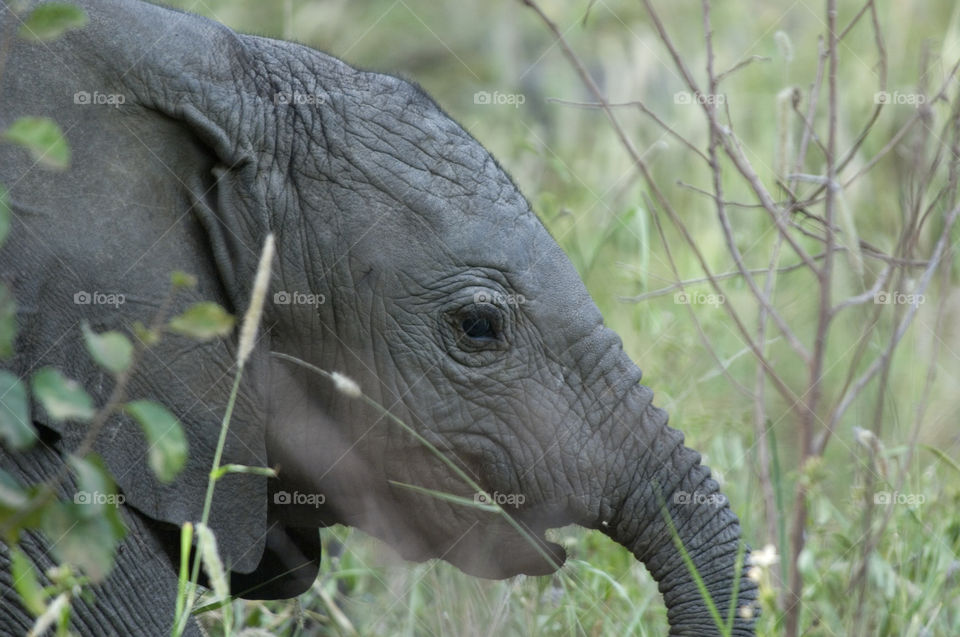 Close-up of young animal