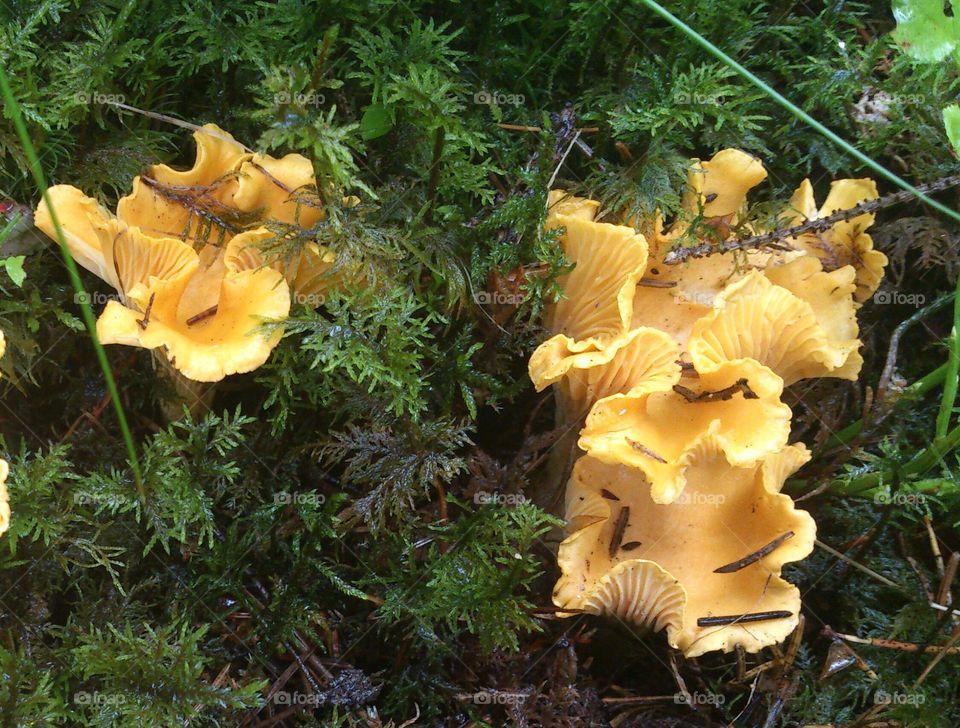 Chanterelles in a forest in Sweden