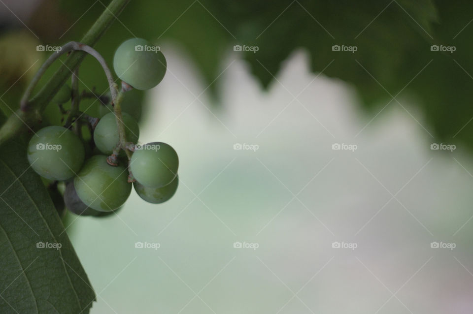 grapes on a branch in the summer garden