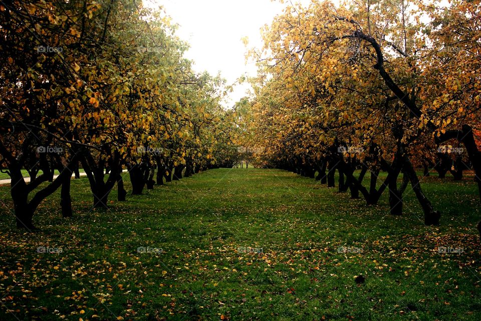 Apple grove