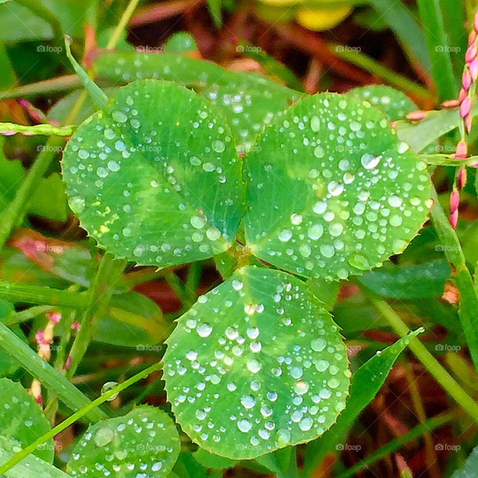 Drizzle on The Clovers