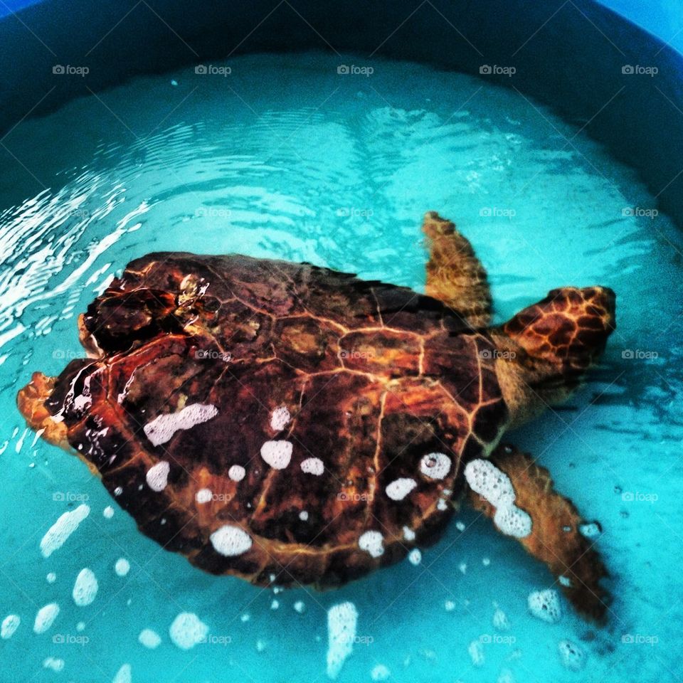 Sea Turtle