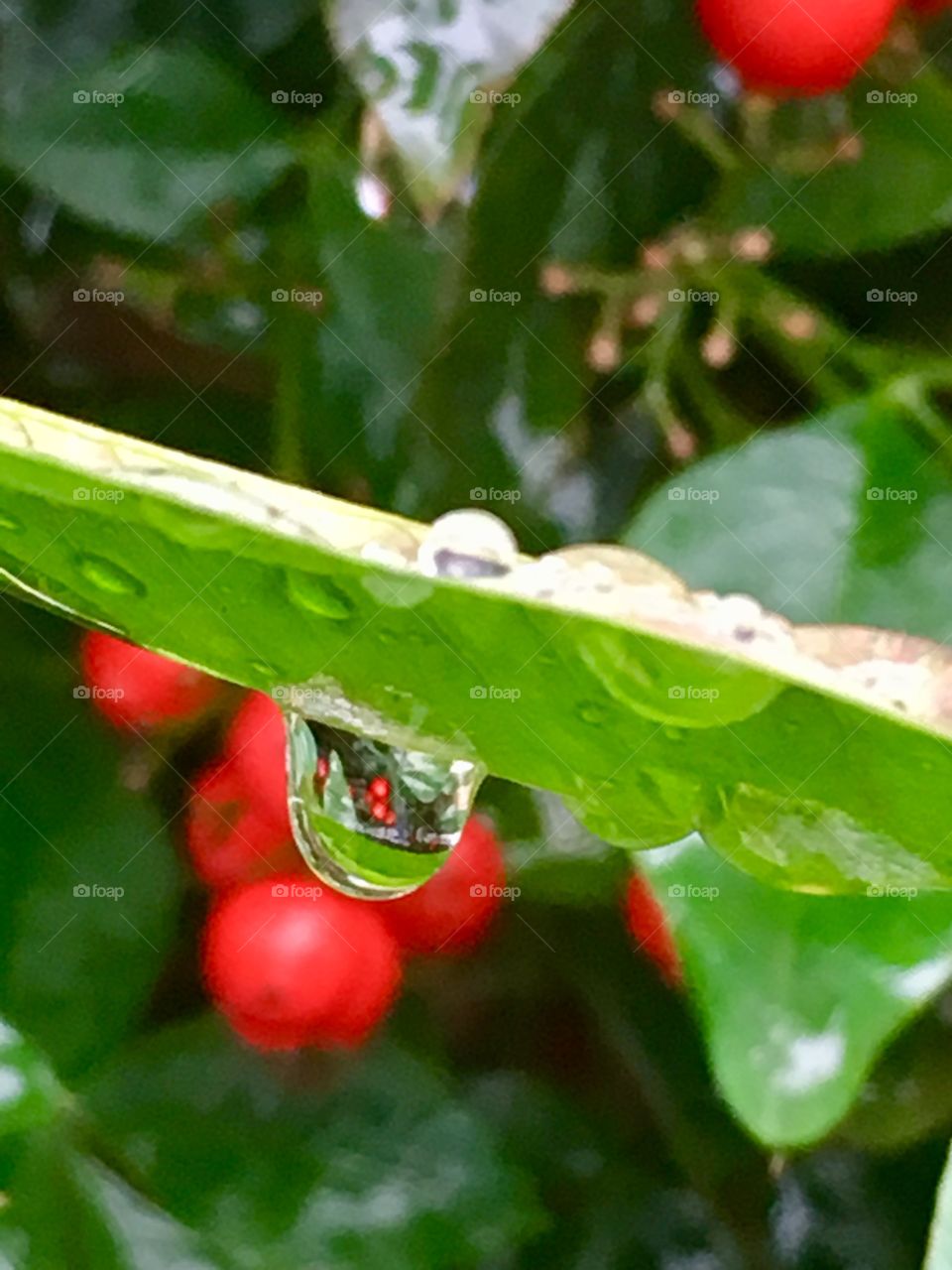 Raindrop berry reflections 