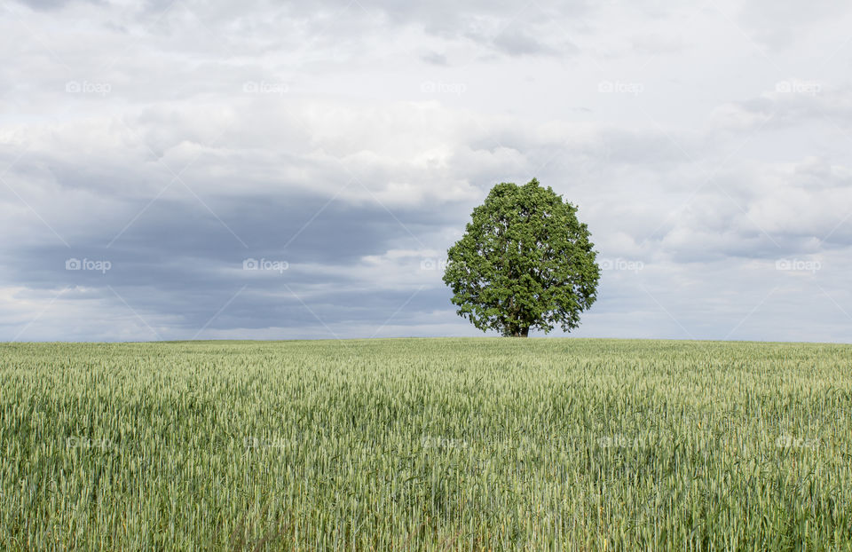 Lonely tree in field