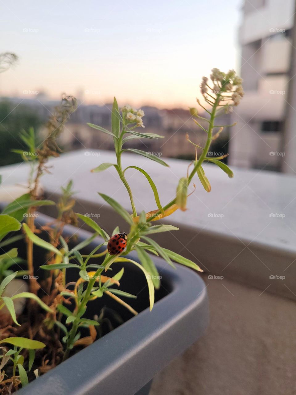 Ladybug in Paris.