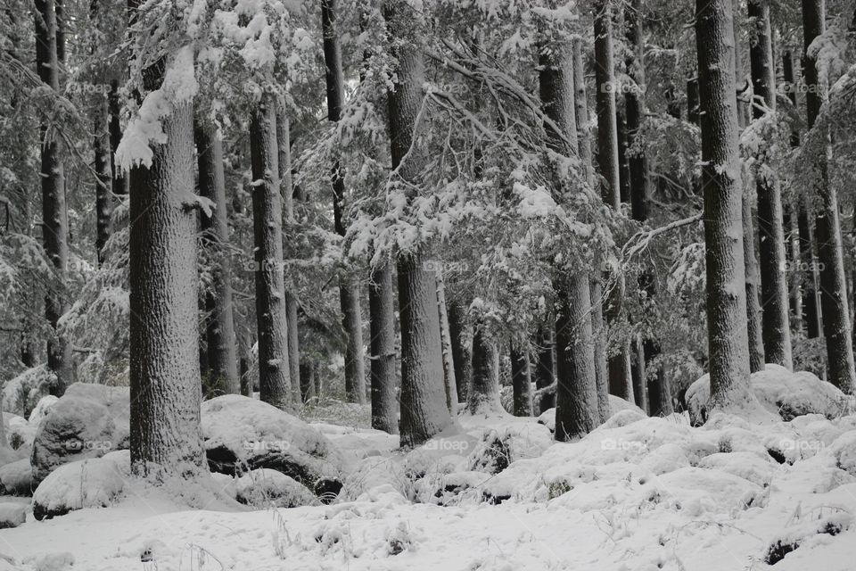 Himalayan forest