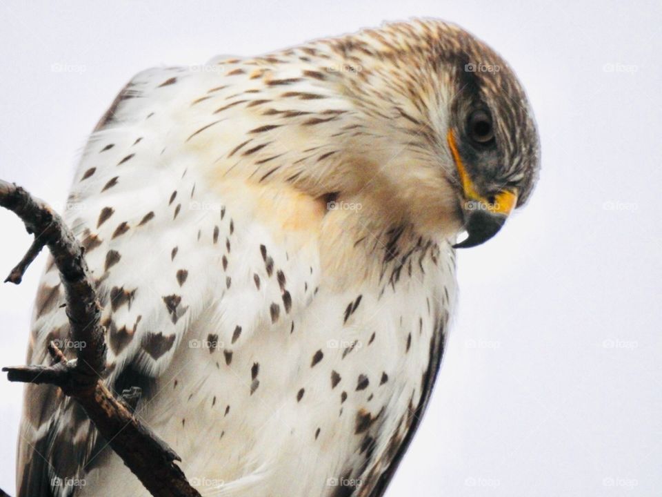 Curious Hawk