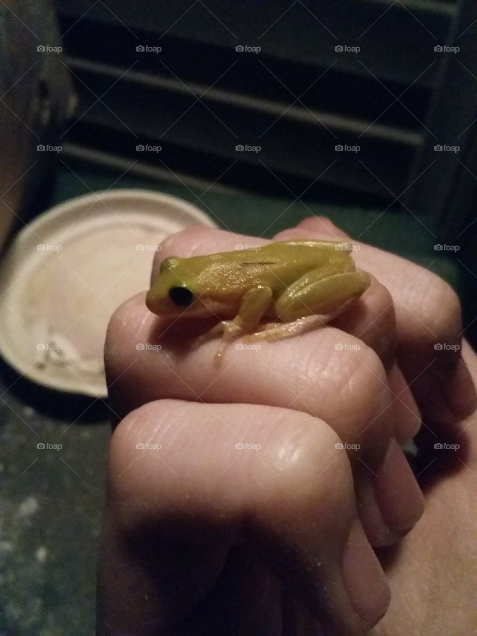 A cute froggo