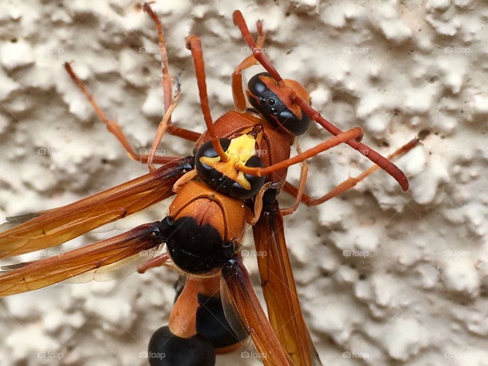 Closeup view pair dauber wasps mating on stucco outdoor wall 