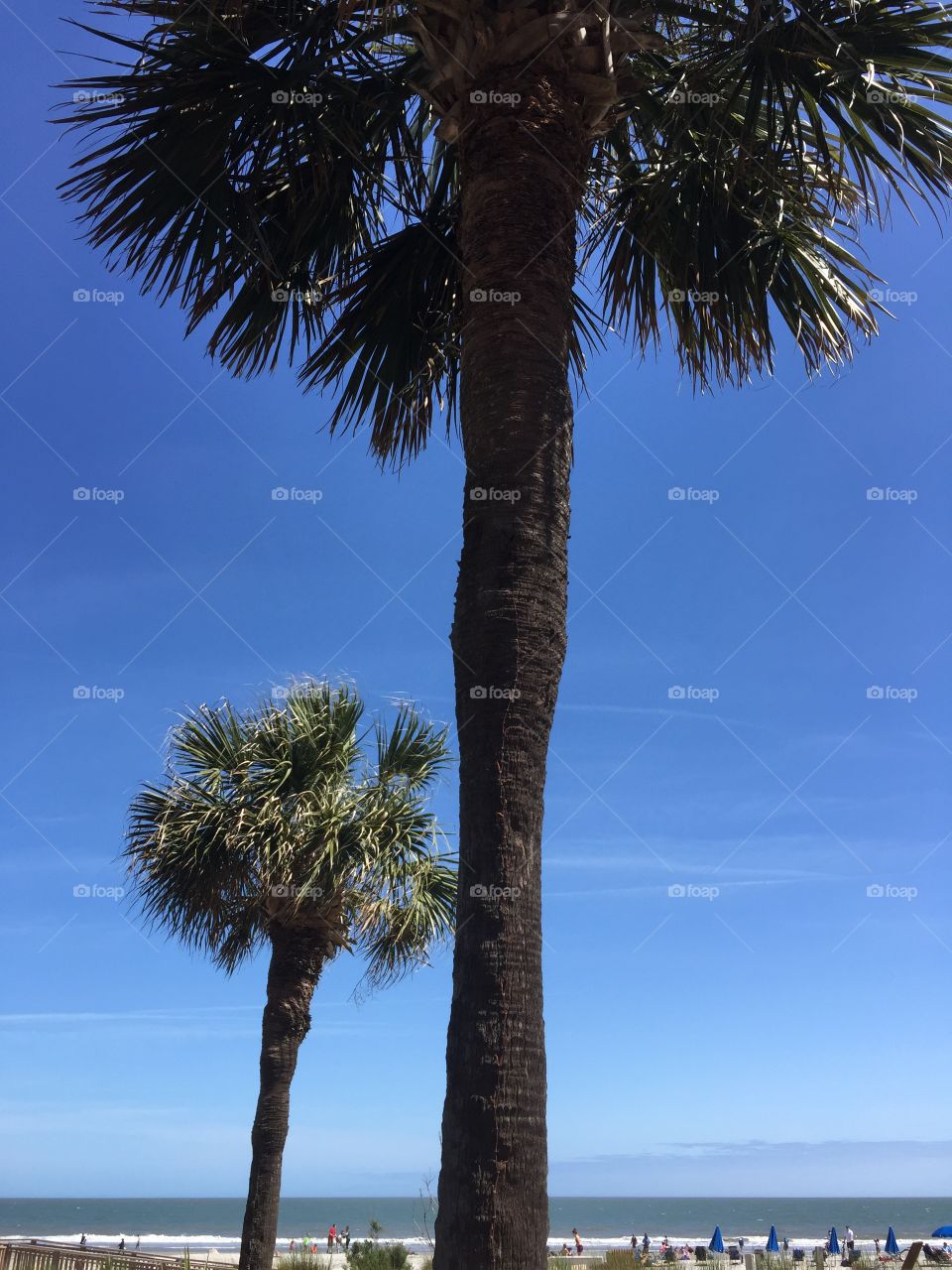 Palmetto State; Hilton Head, South Carolina - beautiful blue sky and palmettos 