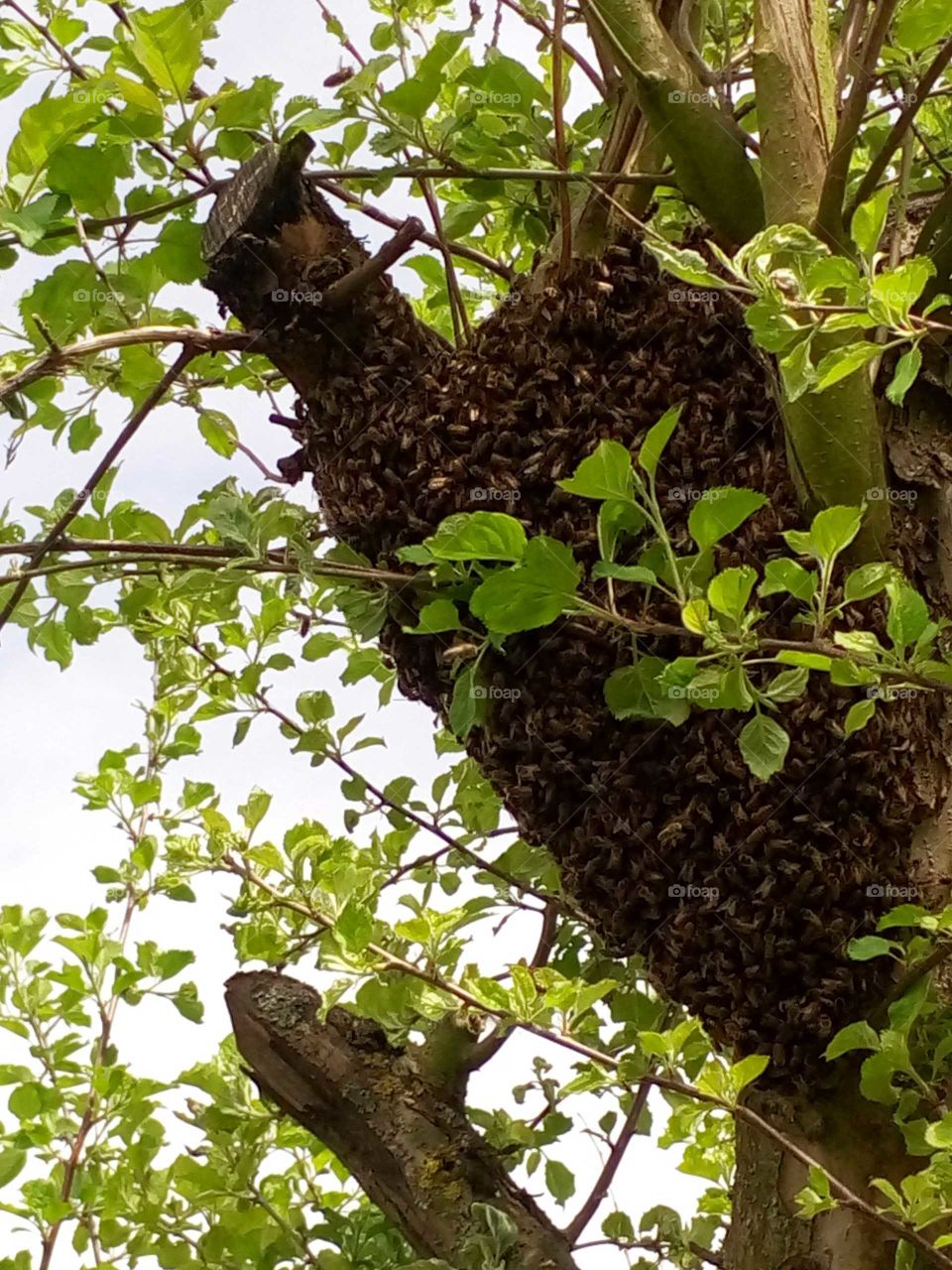 Swarm of bees / Essaim d'abeilles