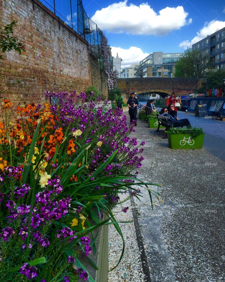 Flower, Garden, Landscape, Summer, Flora