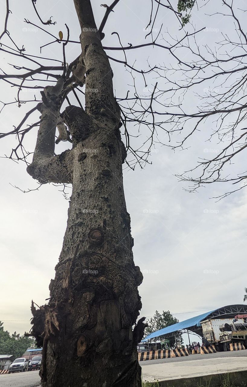 A tree without leaves looks like human body arm.