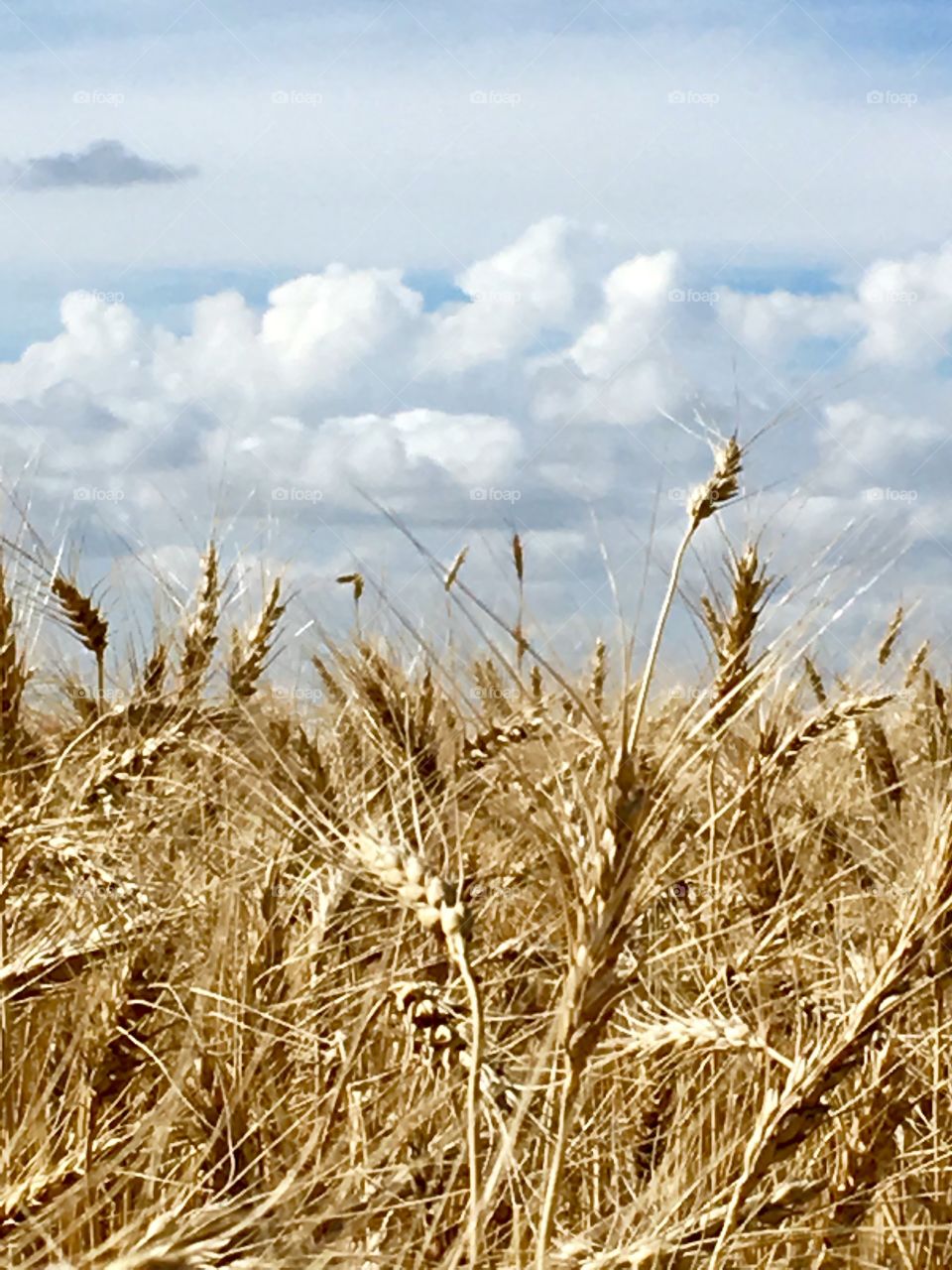 Harvest 