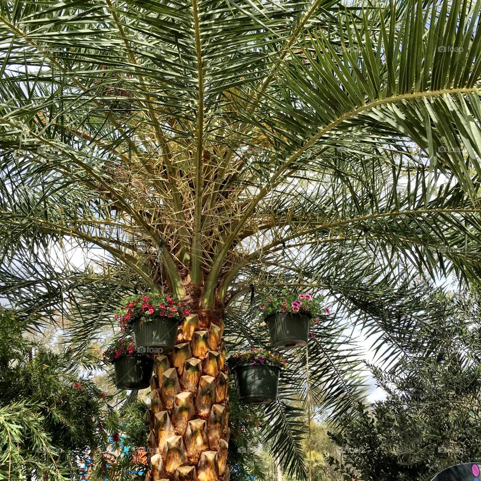 Potted plant hanging on palm tree