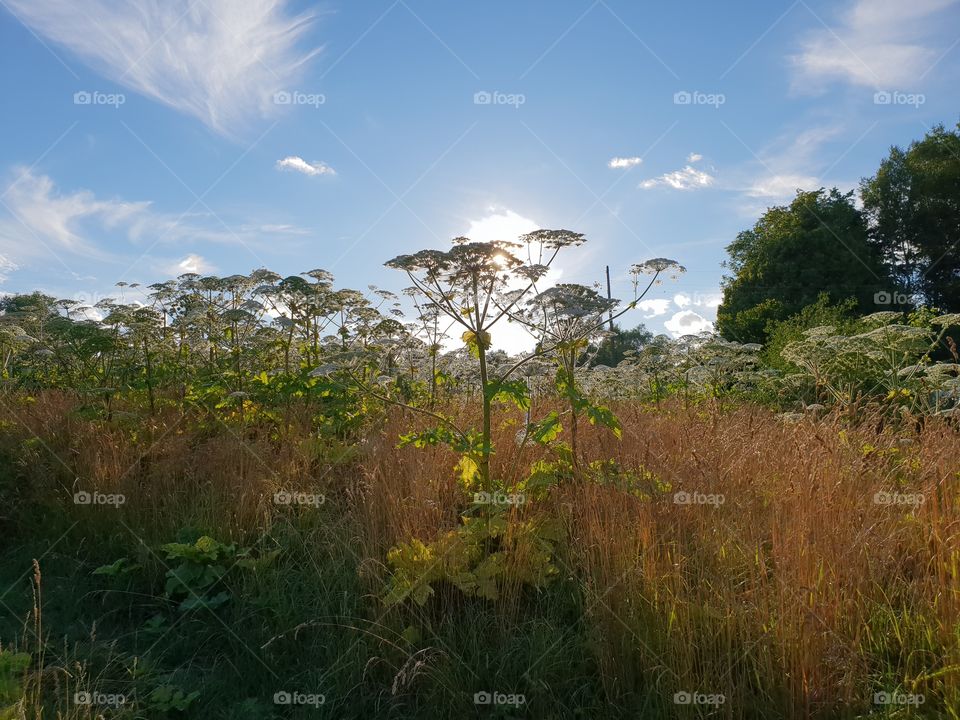 In the field 