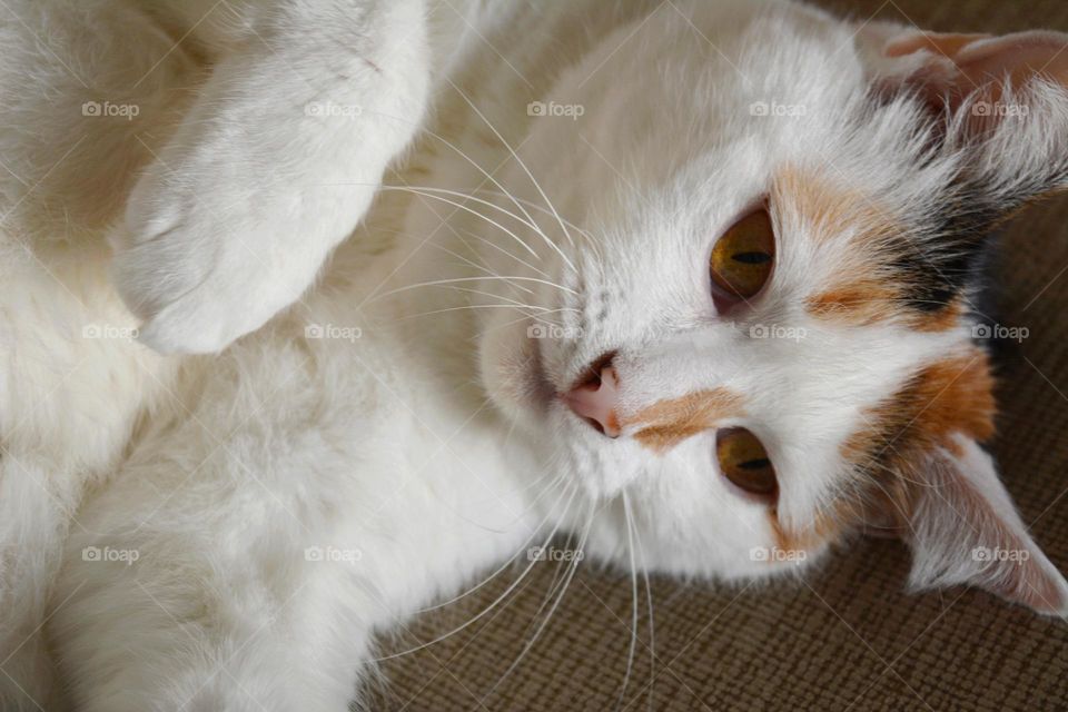 cat beautiful portrait close up relaxing home, 
cat with character