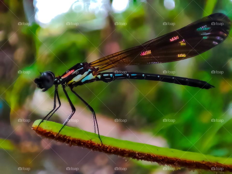 dragonfly on a branch