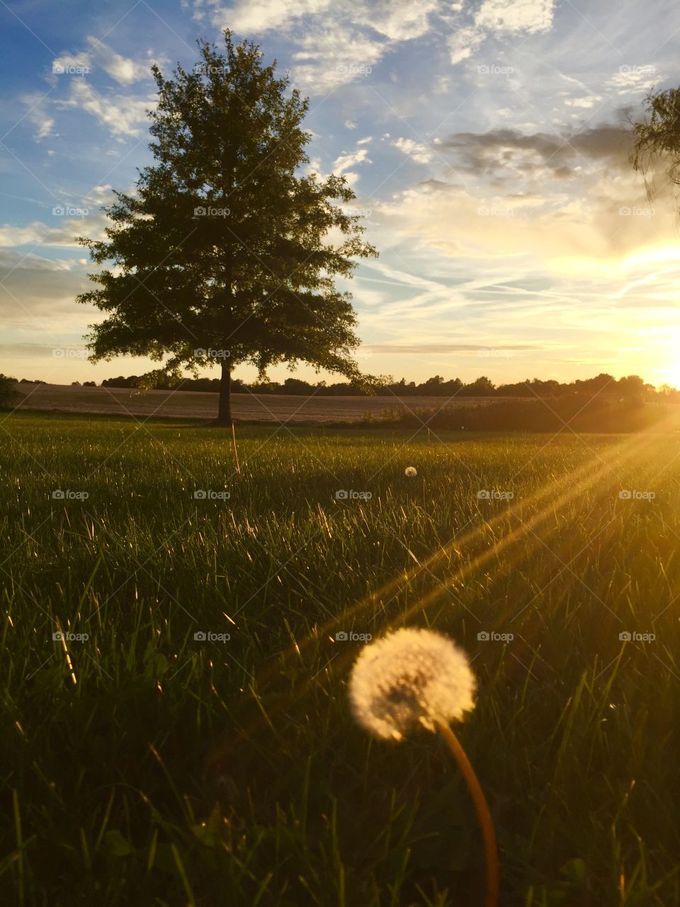 Dandelions In The Yard