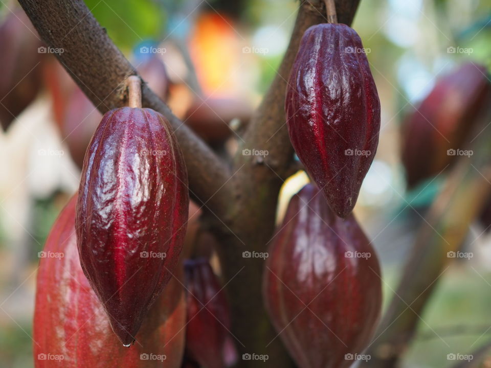 Cacao backyard plant