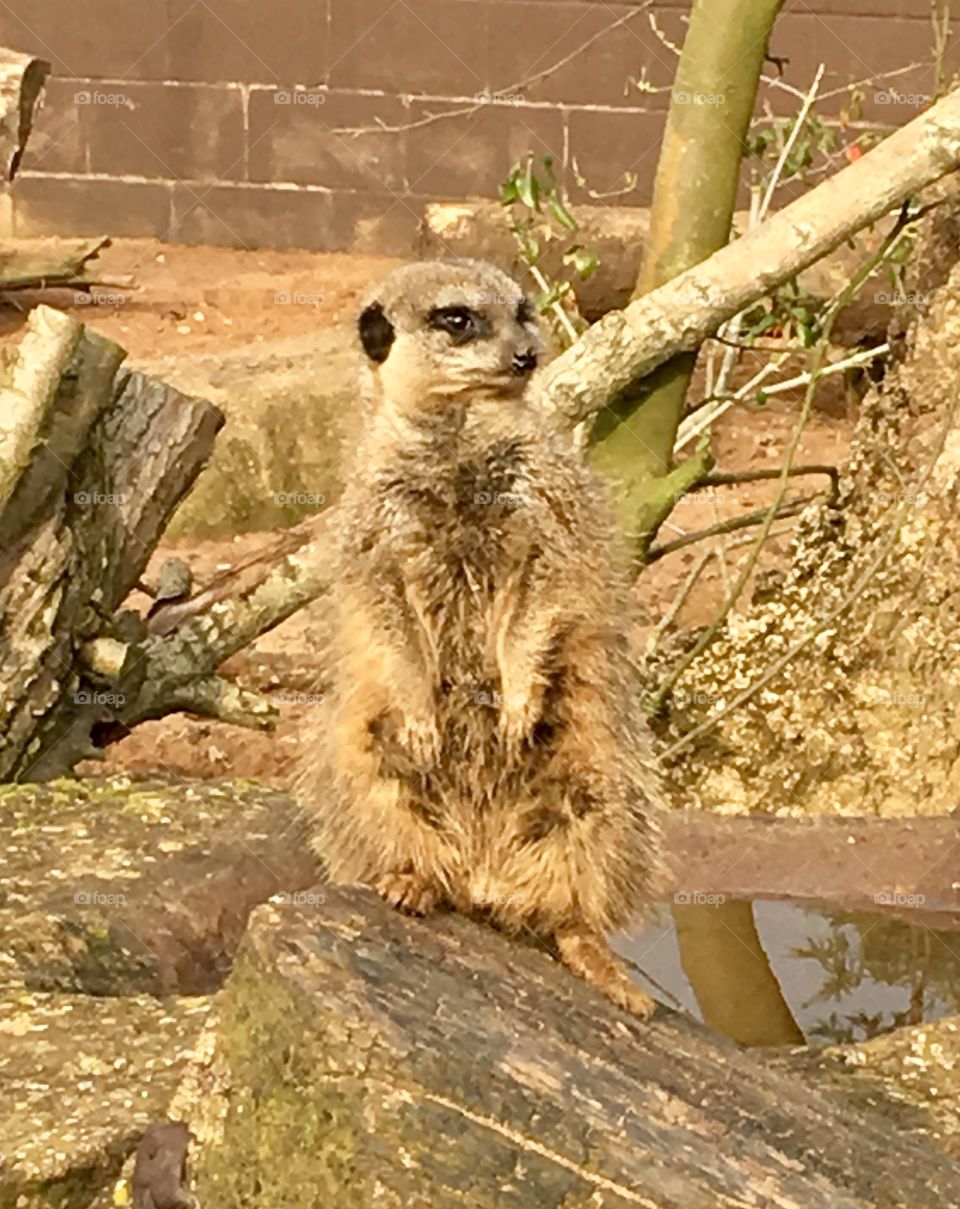 Camouflaged Meerkat at Twycross Zoo Warwickshire. “Let me stand on this log so you can take my picture” 
