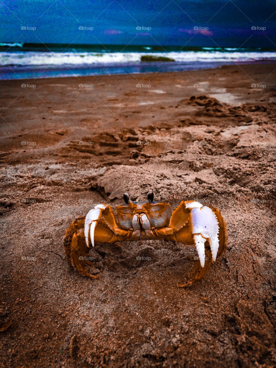 Crab posing for the camera!