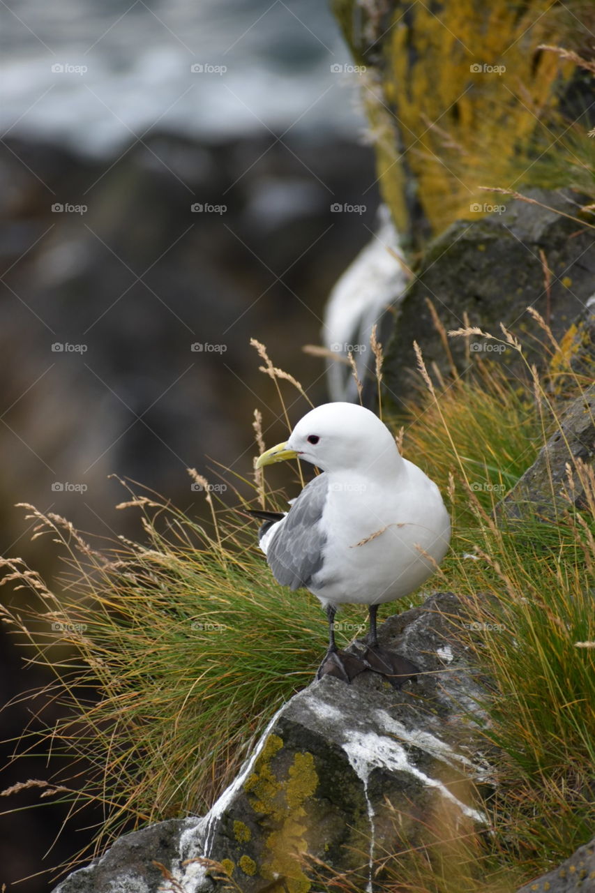 Isländische Dreizehenmöwe - life at a wild, rough coast