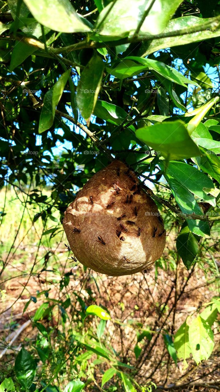 Uma casa de vespas vorazes, suspesa ao pé de laranja.